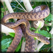 Brown Tree Snake