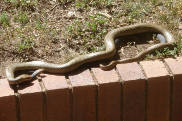 Eastern Brown Snakes Matting