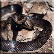 Golden Crowned Snake