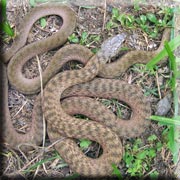 Keelback