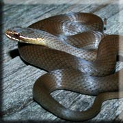 Marsh Snake
