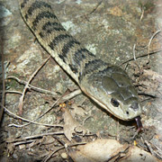 Rough Scaled Snake