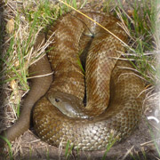 Tiger Snake