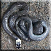 White Crowned Snake