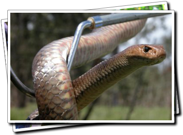 Eastern Brown snake