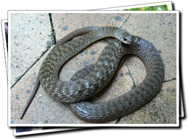 Keelback