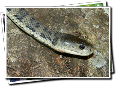Rough Scaled Snake
