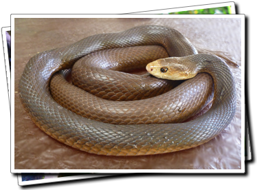 Coastal Taipan